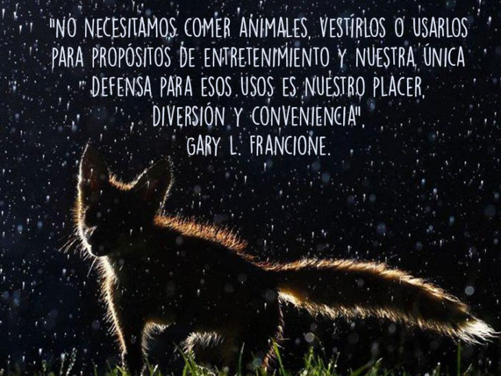 zorro animales fotografía frase Natgeo