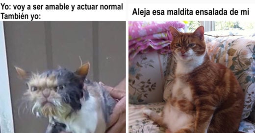 Cover memes de gatos que te harán el día