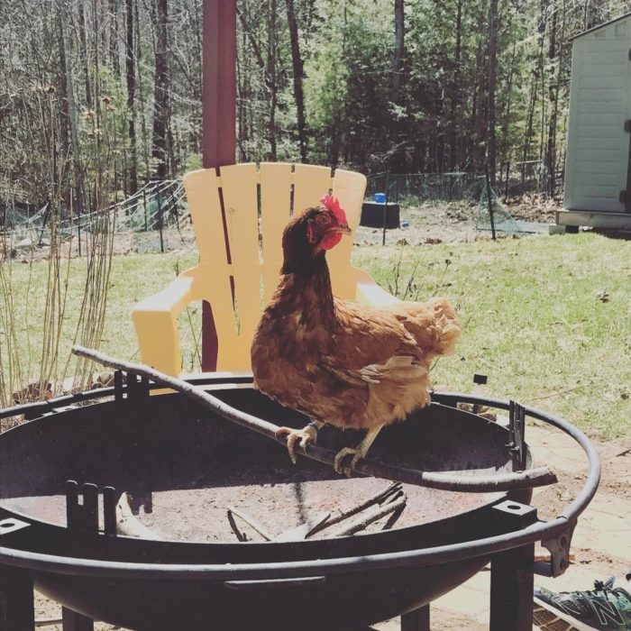 gallina viva parada en un comal