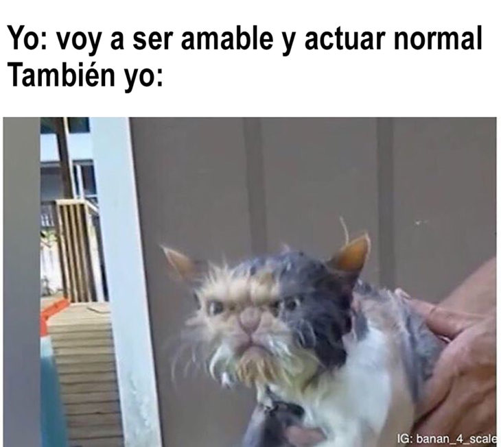 gato remojado