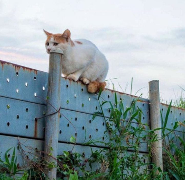 ilusión óptica de un gato tragando un tubo 