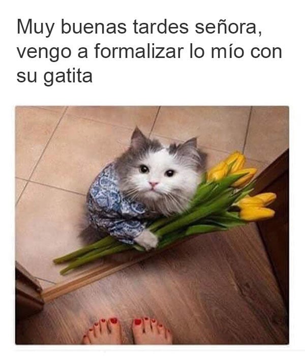 gato flores dueña traje