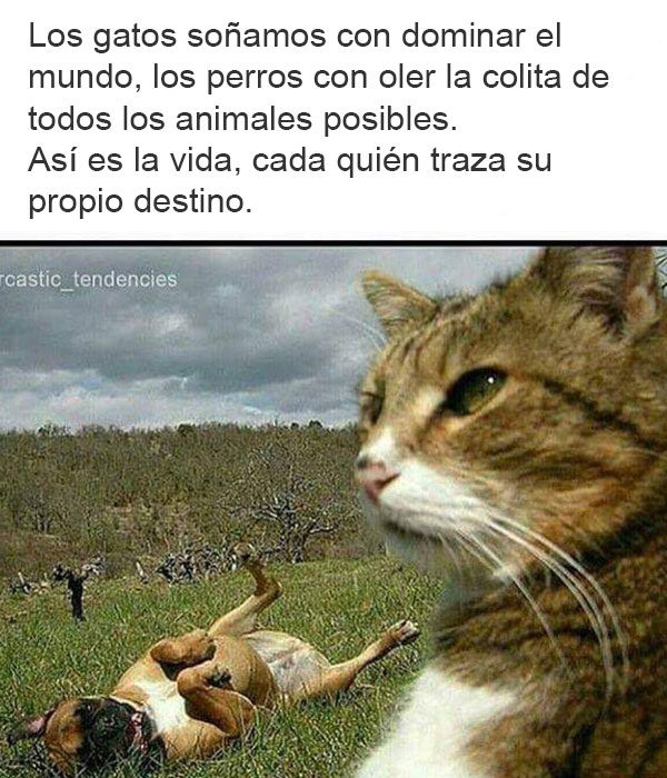 gato pensando en sus sueños y perro en el pasto