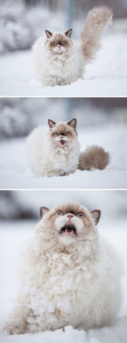 gato descubre la nieve por primera vez