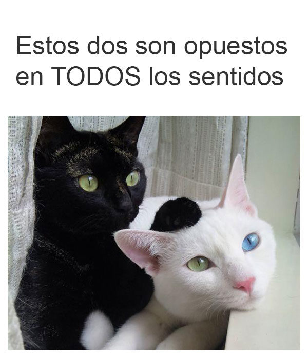 gatos opuestos en todos los sentidos