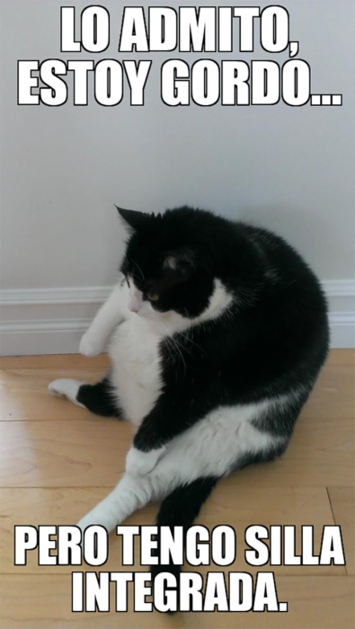 gato gordo sentado