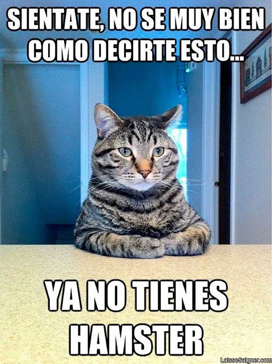 Meme Del Gato En La Mesa Historia Y Origen