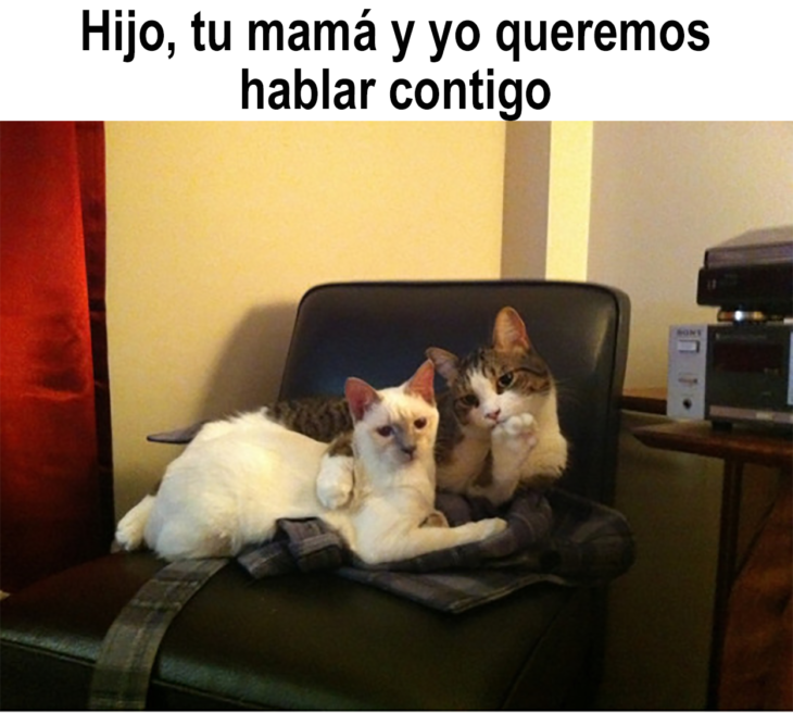 meme de papás gatos