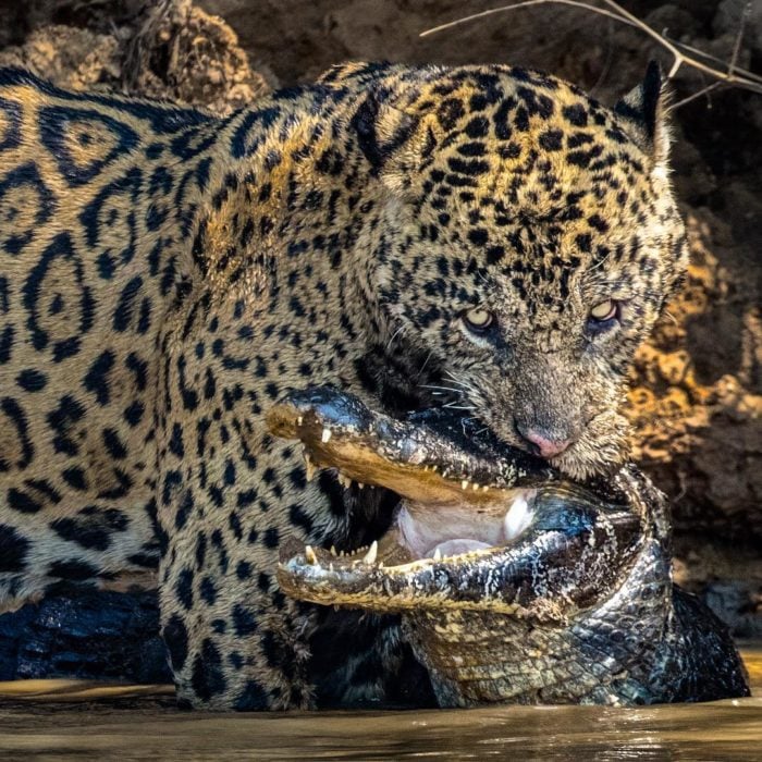 jaguar peleando con un caimán 