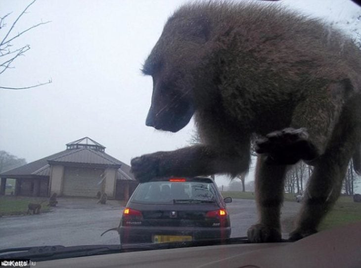 lusión óptica de un primate aplastando un carro