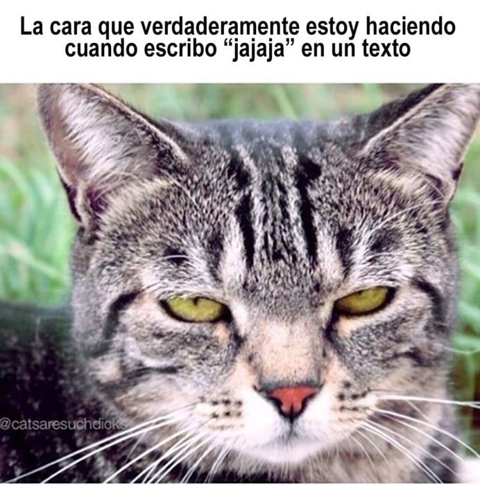 meme de gato serie textear jaja