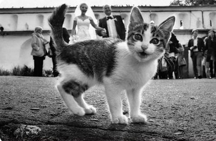 gatito frente a una foto grupal de bodas