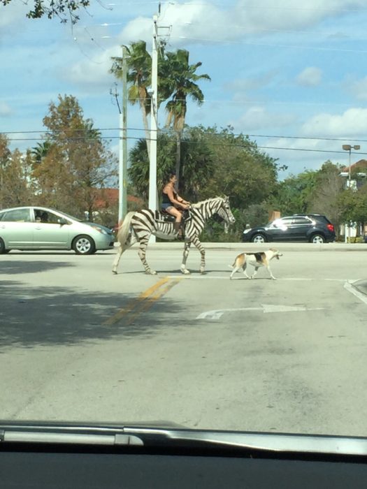 mujer montando una zebra en la ciudad