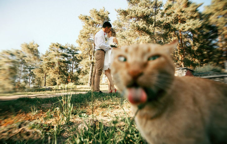 pareja besándose, frente se ve un gato que saca la lengua