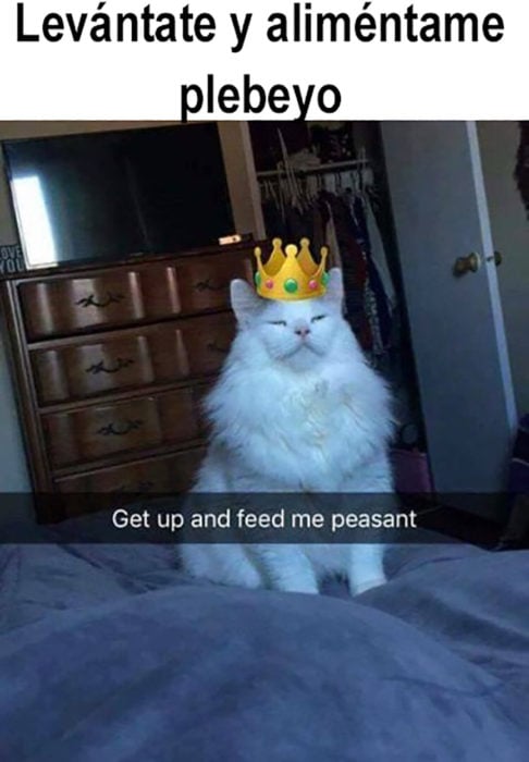 meme gato con corona