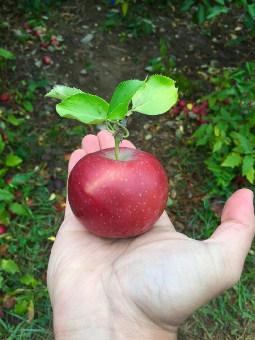 manzana perfecta