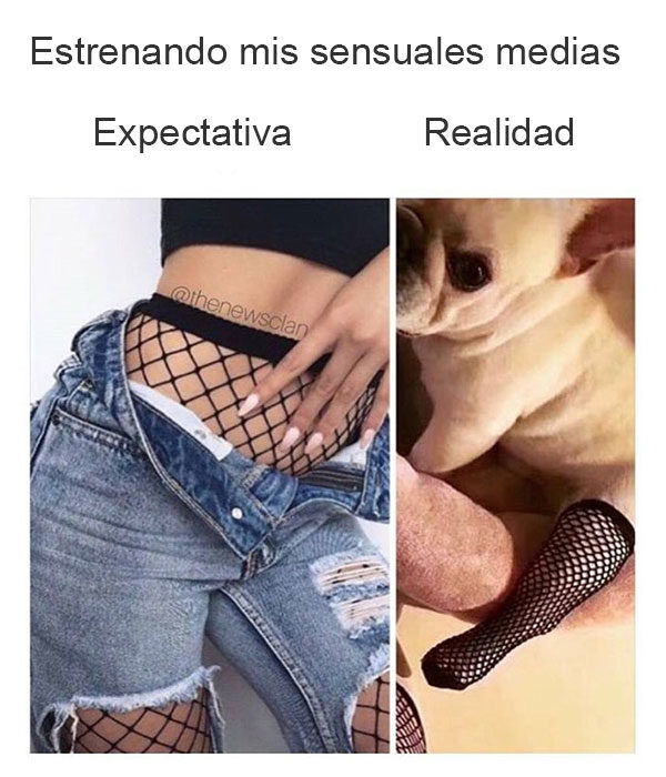 perro medias sensuales