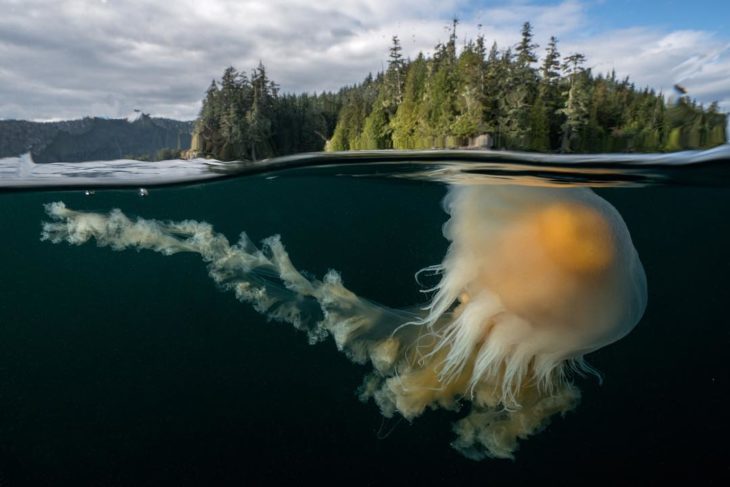 fotografía de una medusa bajo del agua y se ve tierra con muchos árboles en la superficie