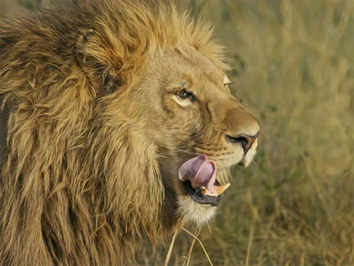 leones cazadores 