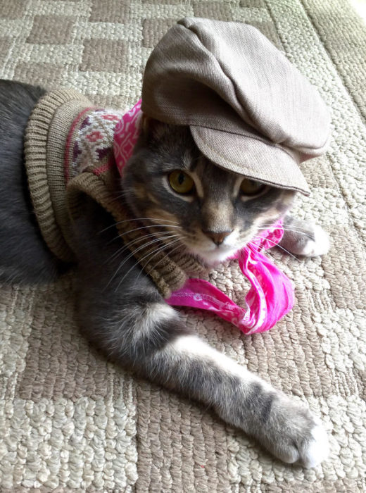 gato con mucho estilo