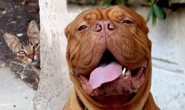 perro chato sacando la lengua, dettrás está un gato