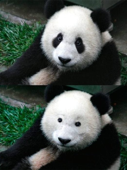oso panda con rímel y sin rímel