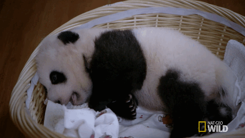 osito panda bebé dormido