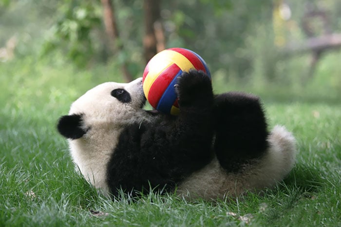 panda acostado con una pelota jugando