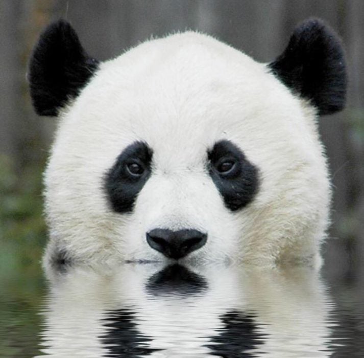 oso panda reflejo lago 