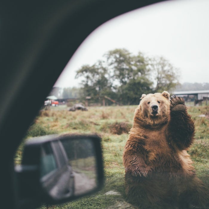 fotografía de un oso saludando amablemente