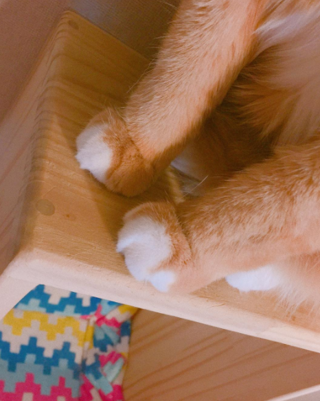 patas gato puntas blancos
