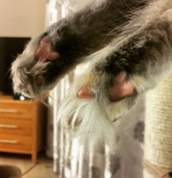 patas gato peludo gris