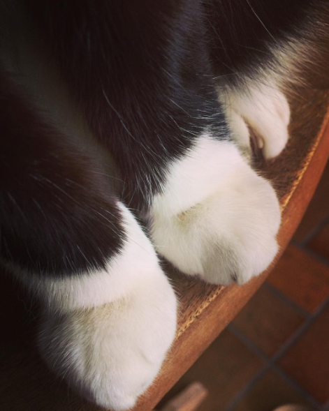 patas de gato botas blancas