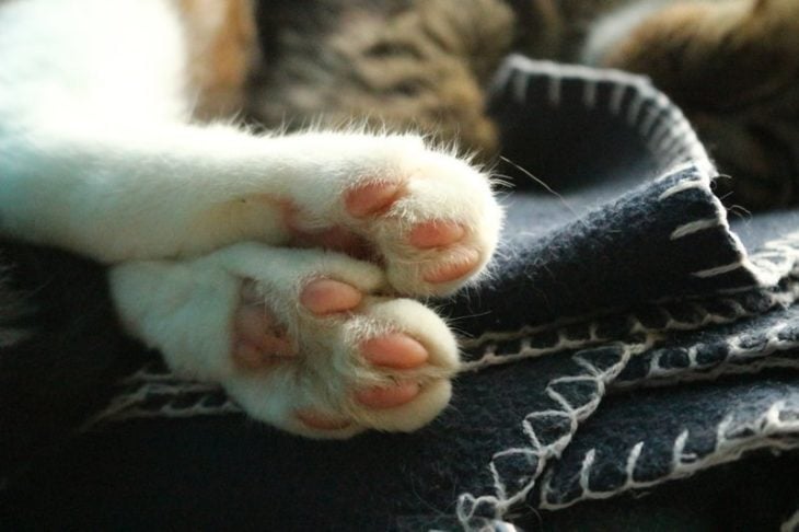 patitas gato dormido