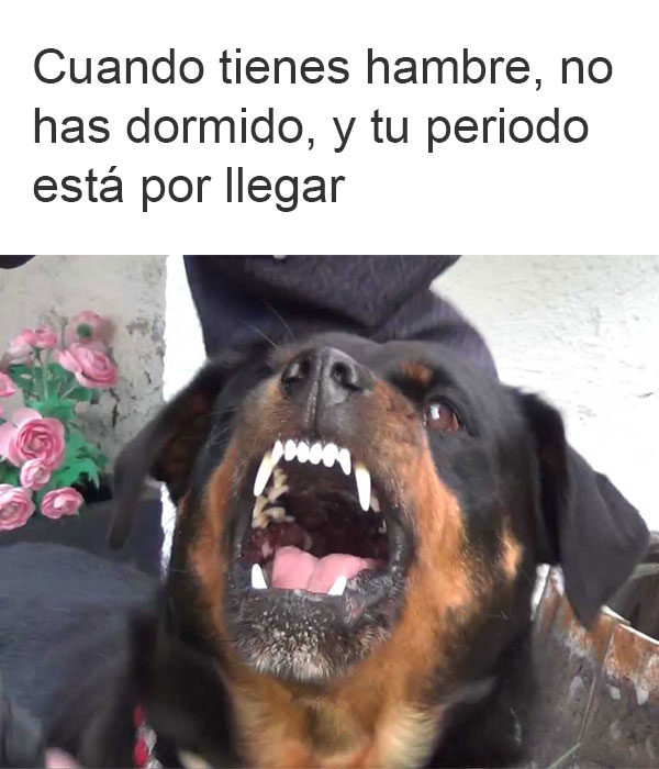 perrita cuando le va a llegar el periodo enojada