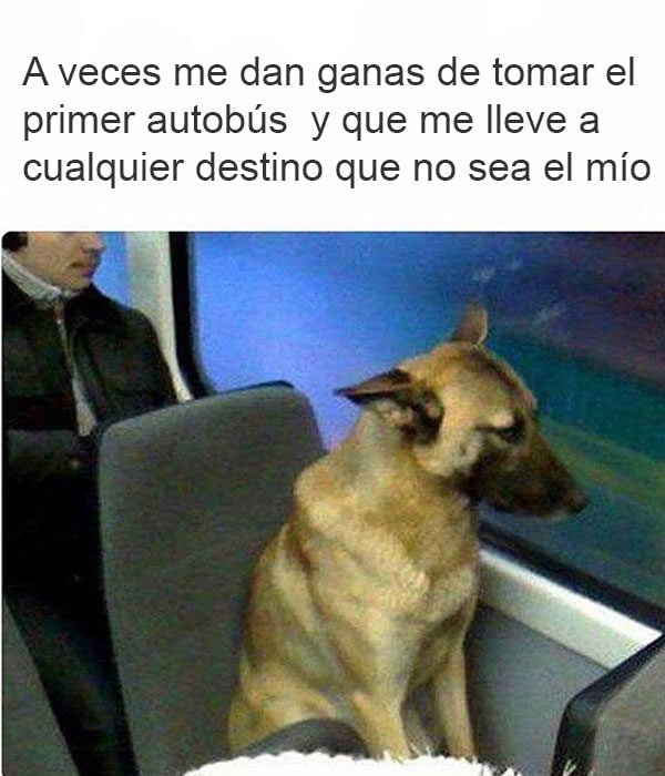 perro en un autobús triste