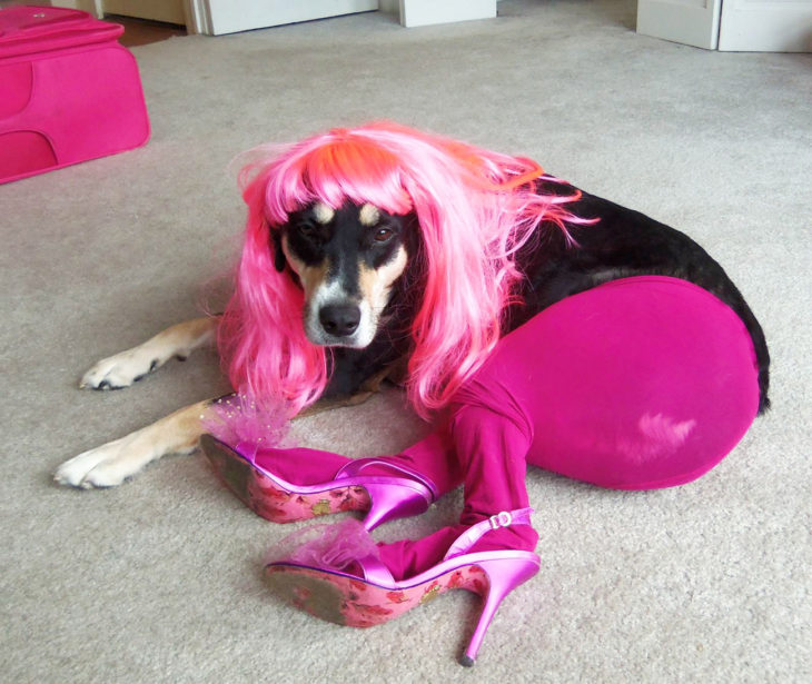 perro con medias, tacón y peluca rosas