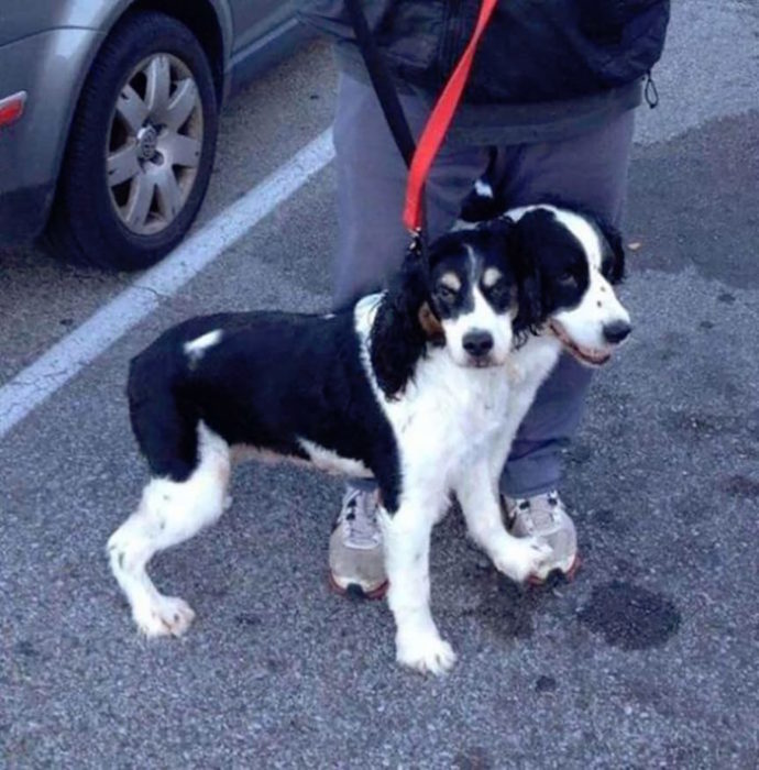 iluión óptica perro de dos cabezas