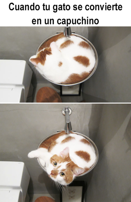 gato que parece capuchino 