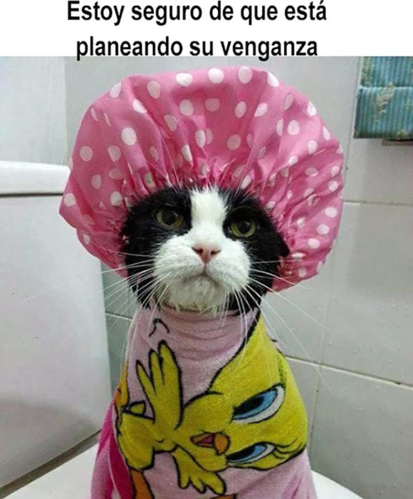 gato en ropa de baño