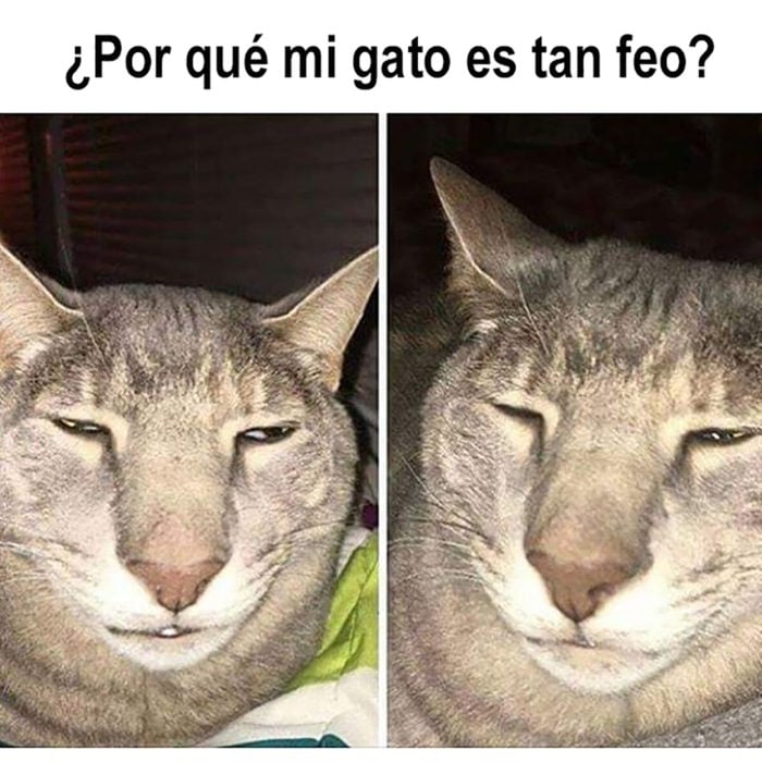 por-qu%C3%A9-mi-gato-es-tan-feo-700x700.jpg