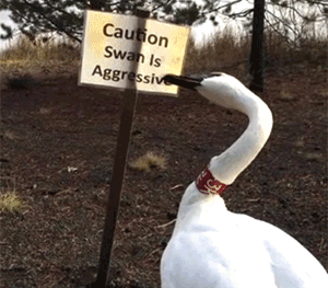 cisne mordiendo un cartel