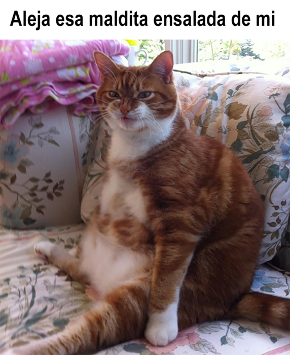21 divertidos memes de gatos que te harán decir: ese soy yo