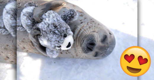 Cover Foca abraza a un peluche de si misma