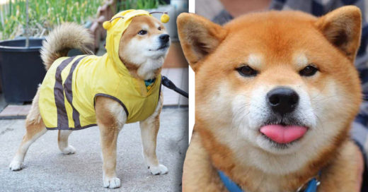 Cover El perrito shiva más expresivo está en Japón