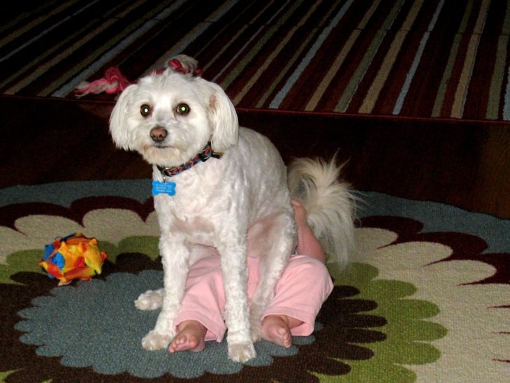 perro sentado en un bebé