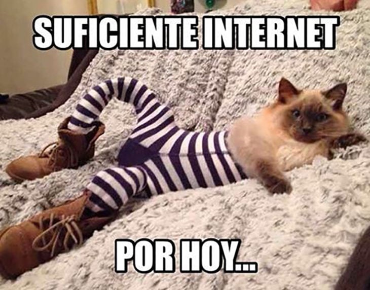 meme gato con medias