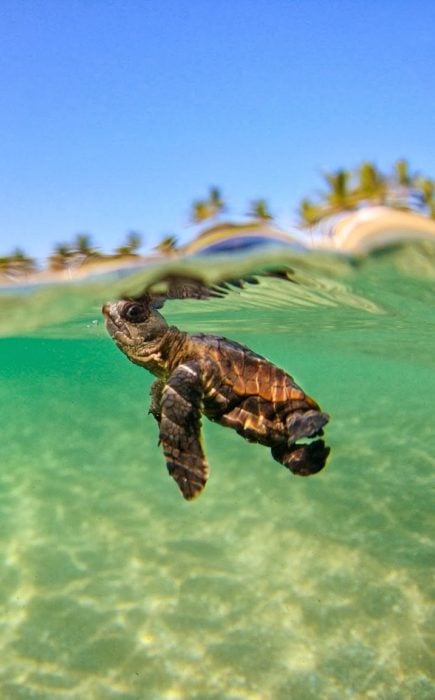 pequeña tortuga en el agua