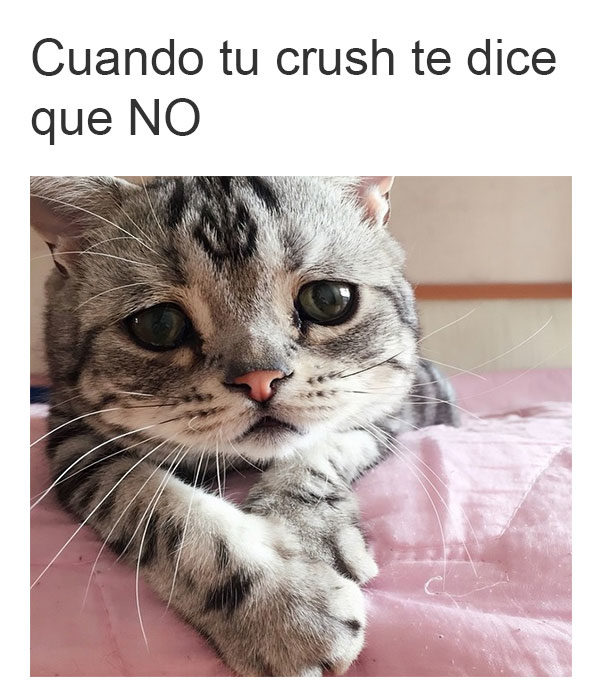 gato chipil cuando le dicen que no 