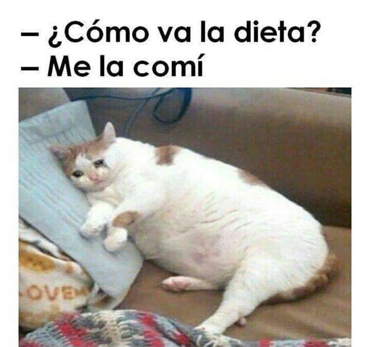 meme dieta gato gordo